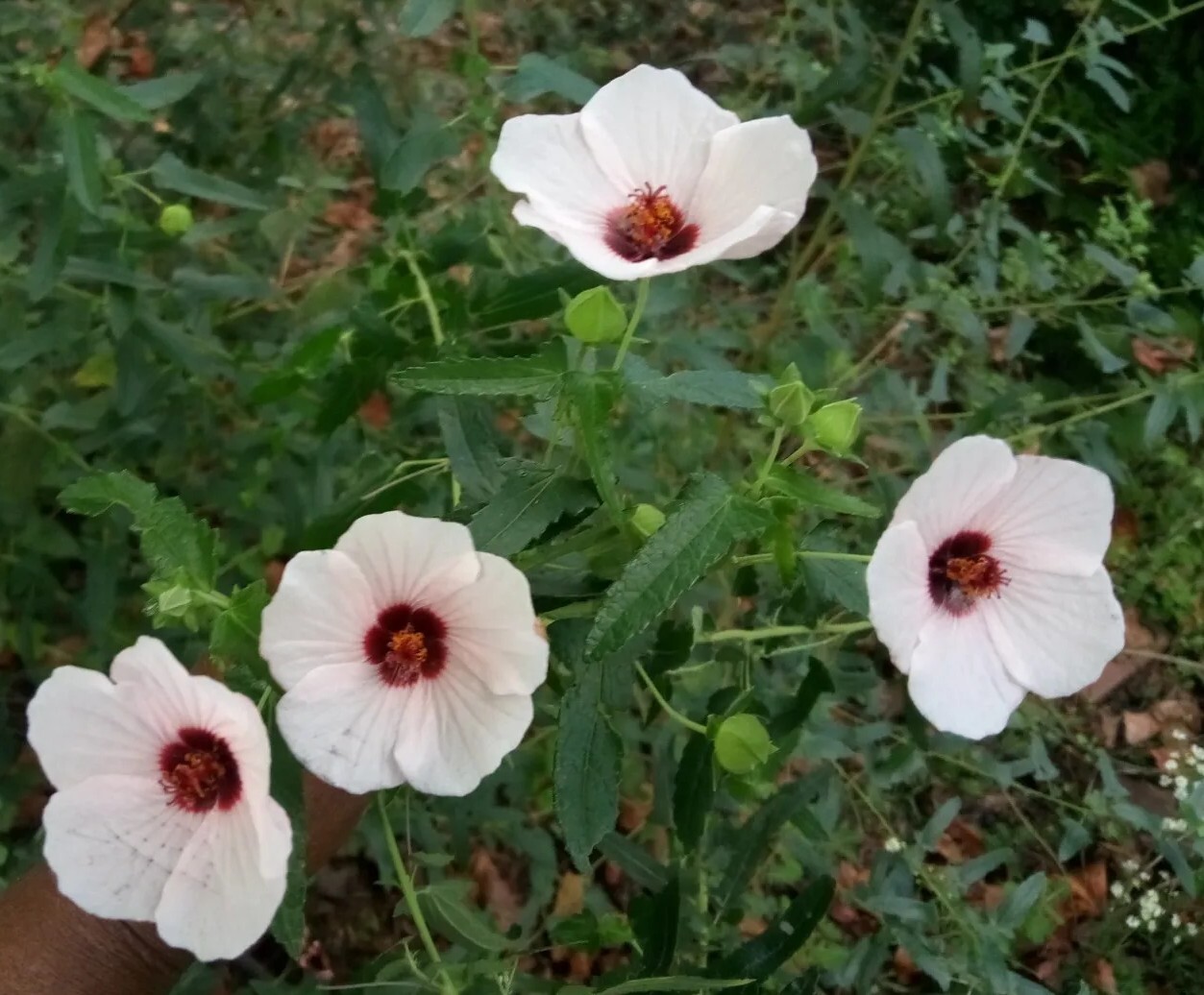25 Light pink Swamp Rose Mallow Hibiscus Seeds.Medium size Flowers.Maroon Center