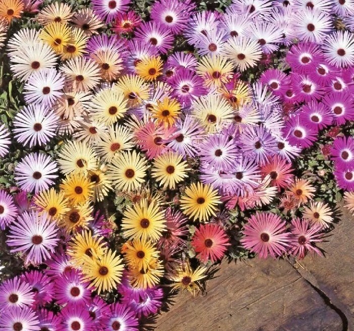 200+ICE PLANT MIX Flower Seeds Groundcover Drought Heat Poor Soils Fast Easy