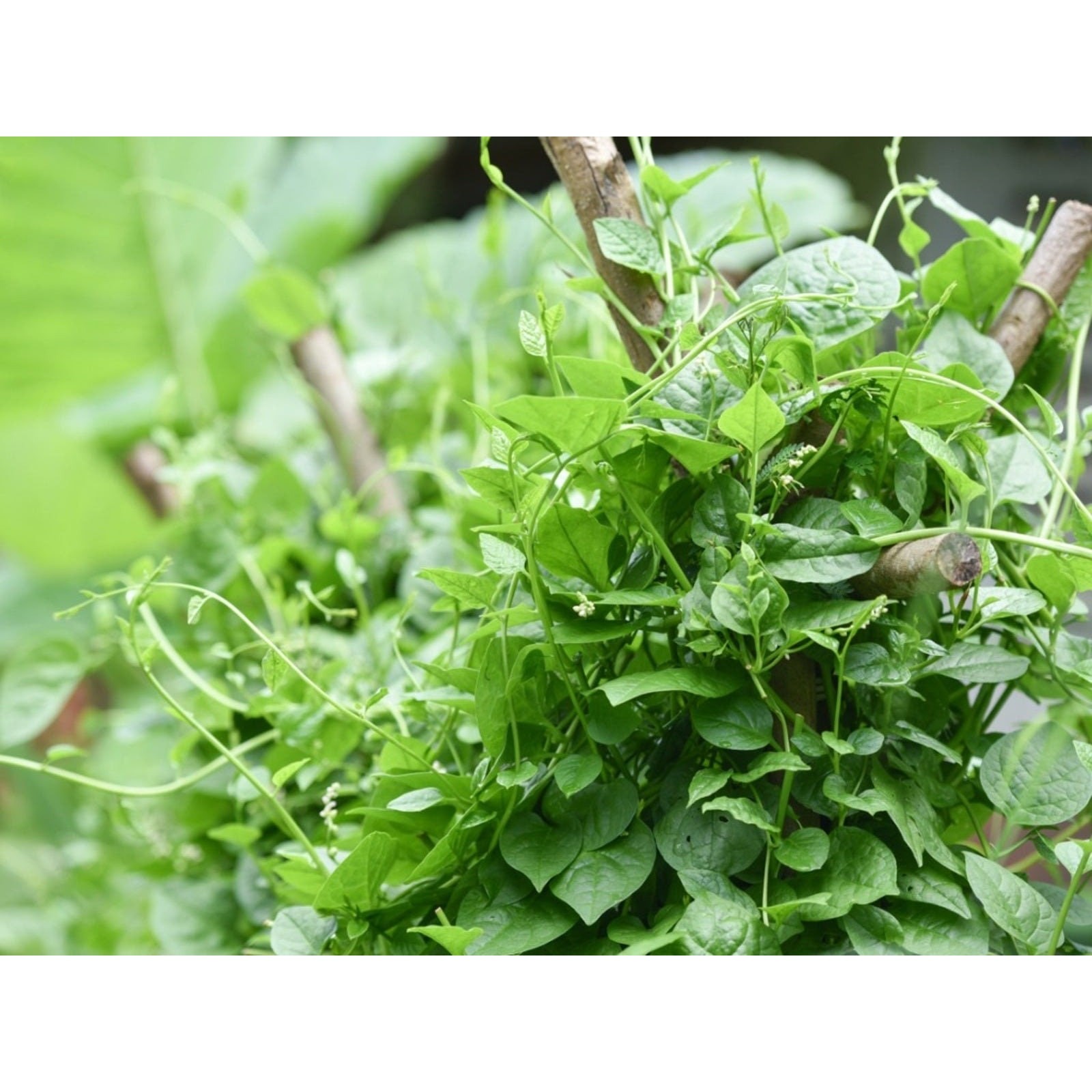 Green Malabar Spinach Mong Toi Seeds Non GMO Heirloom Mild