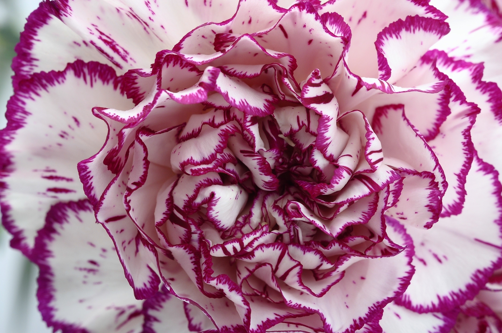 50 PICOTEE MIX CARNATION Dianthus Caryophyllus Bicolor Striped Flower Seeds