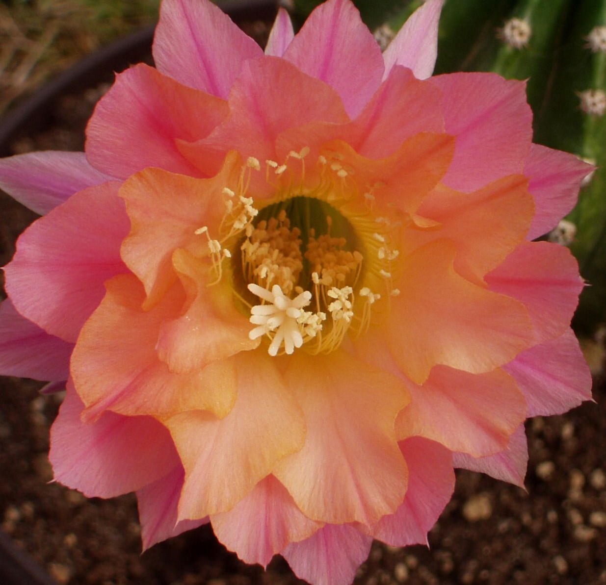 Echinopsis hybrid ‘Morgenzauber’