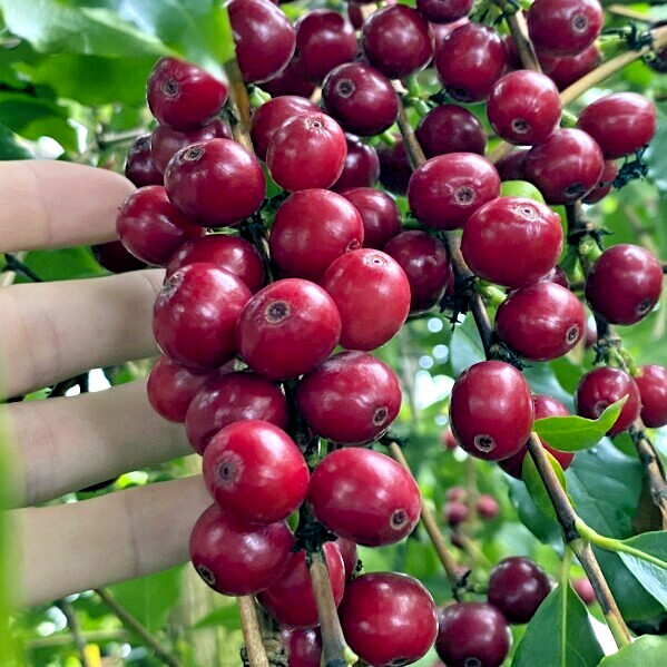 10 Coffea arabica Seeds Tropical EXOTIC Coffee Bean Indoor House Plant Tree RARE