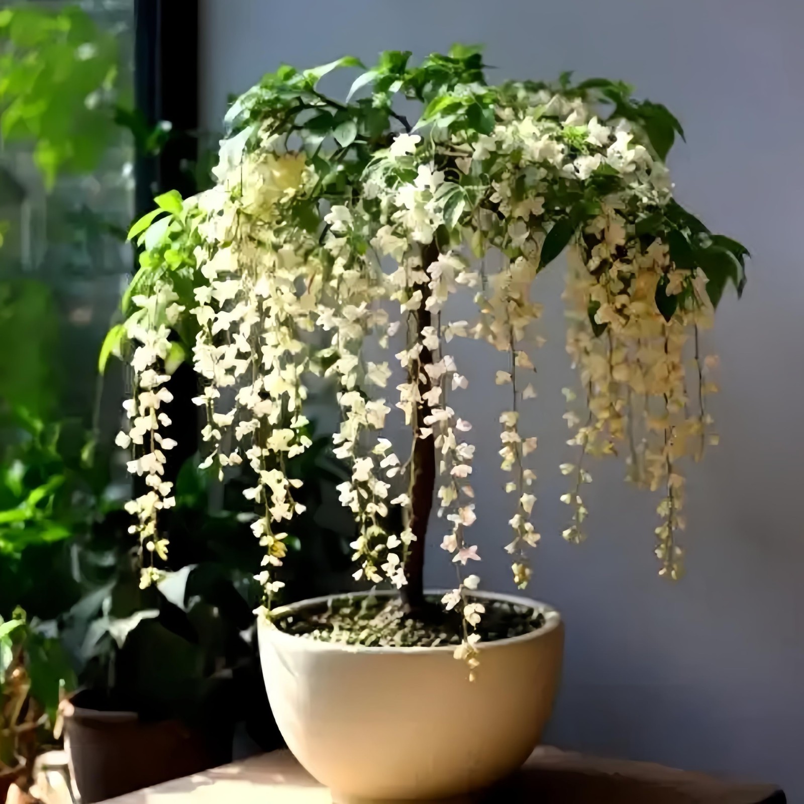 Weeping Jasmine Seeds (300 PCS) – Fragrant Cascading White Flowers, Climbing …