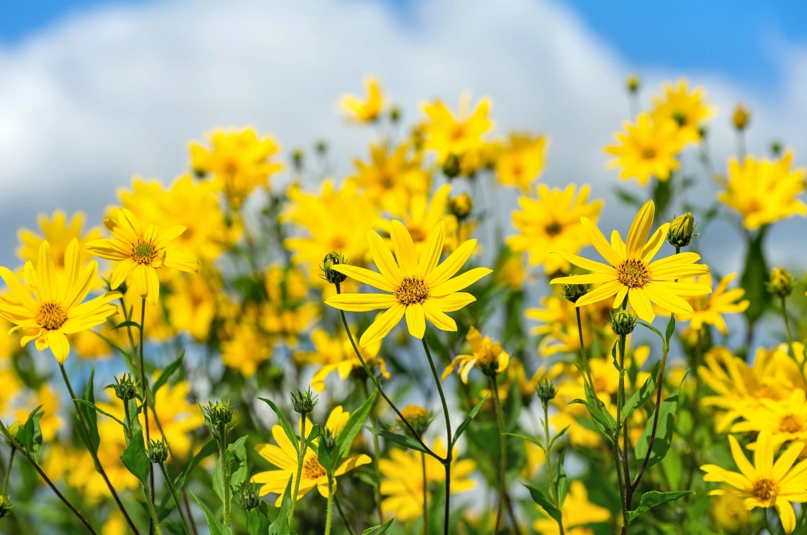 20Seeds JERUSALEM ARTICHOKE Sunchoke Sunroot Helianthus Tuberosus Yellow flower
