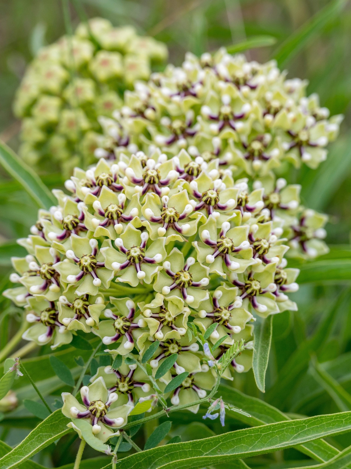 20 Green SPIDER MILKWEED Asclepias Viridis White Purple Monarch Flower Seeds