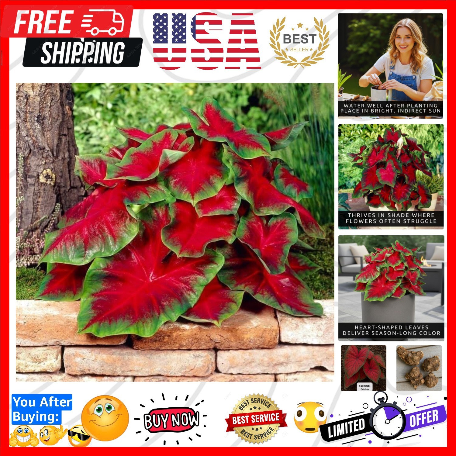 Florida Cardinal Caladium Bulbs for Planting – Perennial Fancy Heart-Shaped L…