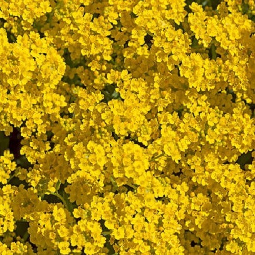 Basket of Gold Sweet Alyssum Seeds Perennial Yellow Ground Cover Rock Madwort