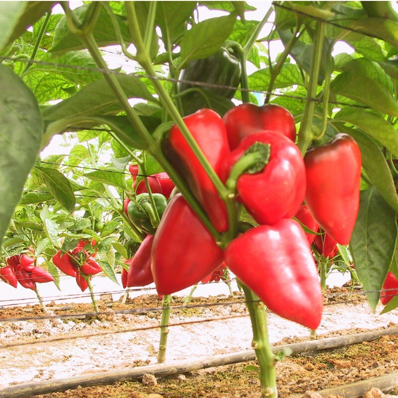 Pimento Pepper Seeds | Non-GMO | Free Shipping | Seed Store | 1019