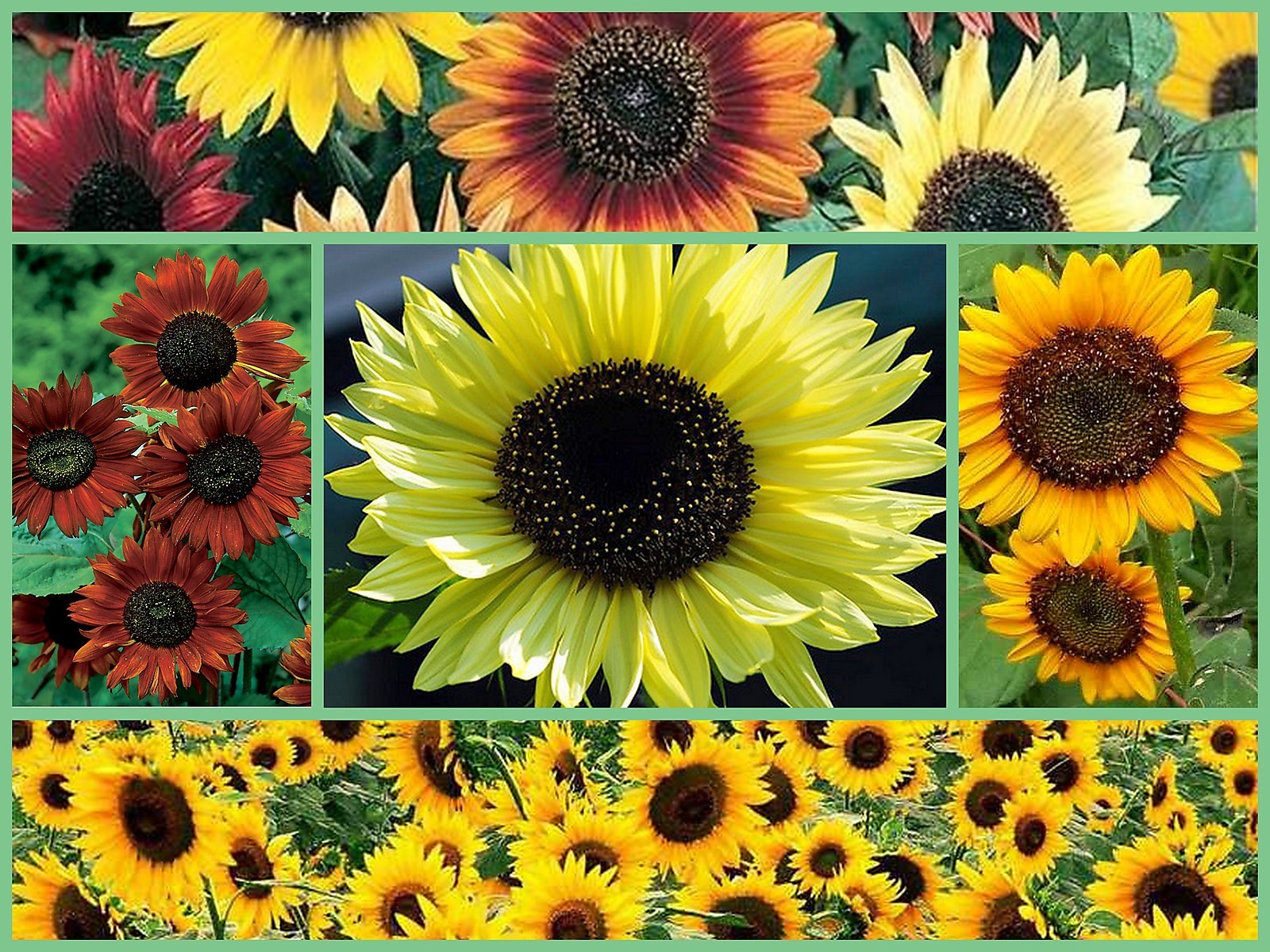 Sunflower Seeds, Sensational Sunflowers 5pk Special, Heirloom Sunflower Seeds
