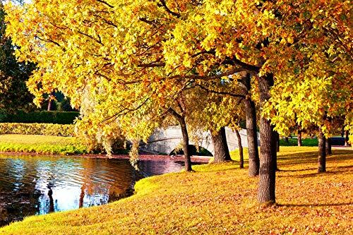 Sugar Maple Tree Seeds – 20+Seeds to Grow – Vibrant Yellow Fall Leaves – Acer Sa