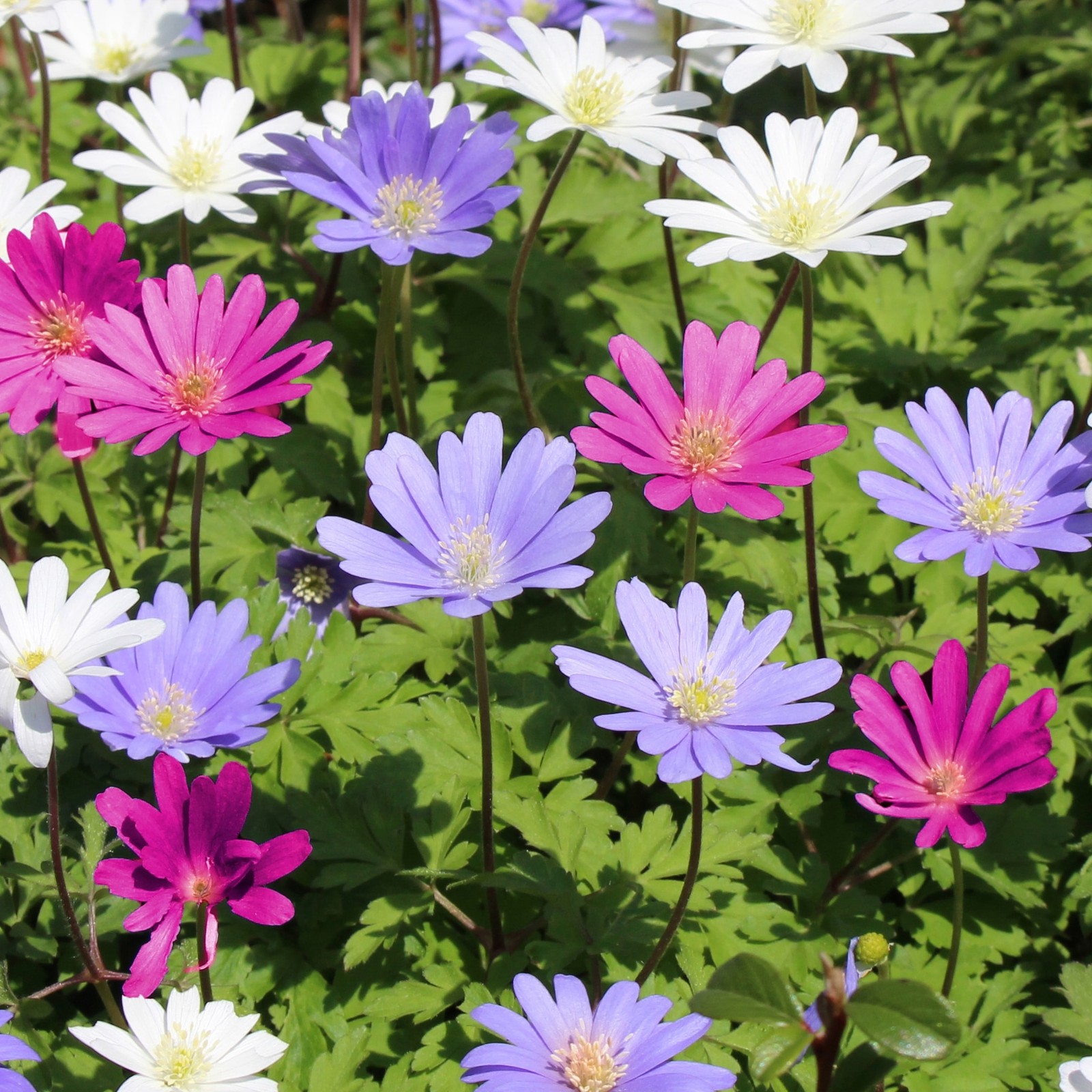 Anemone Blanda Colorful Mix – 15 Bulbs – Blue, Purple and White Flowers Attracts