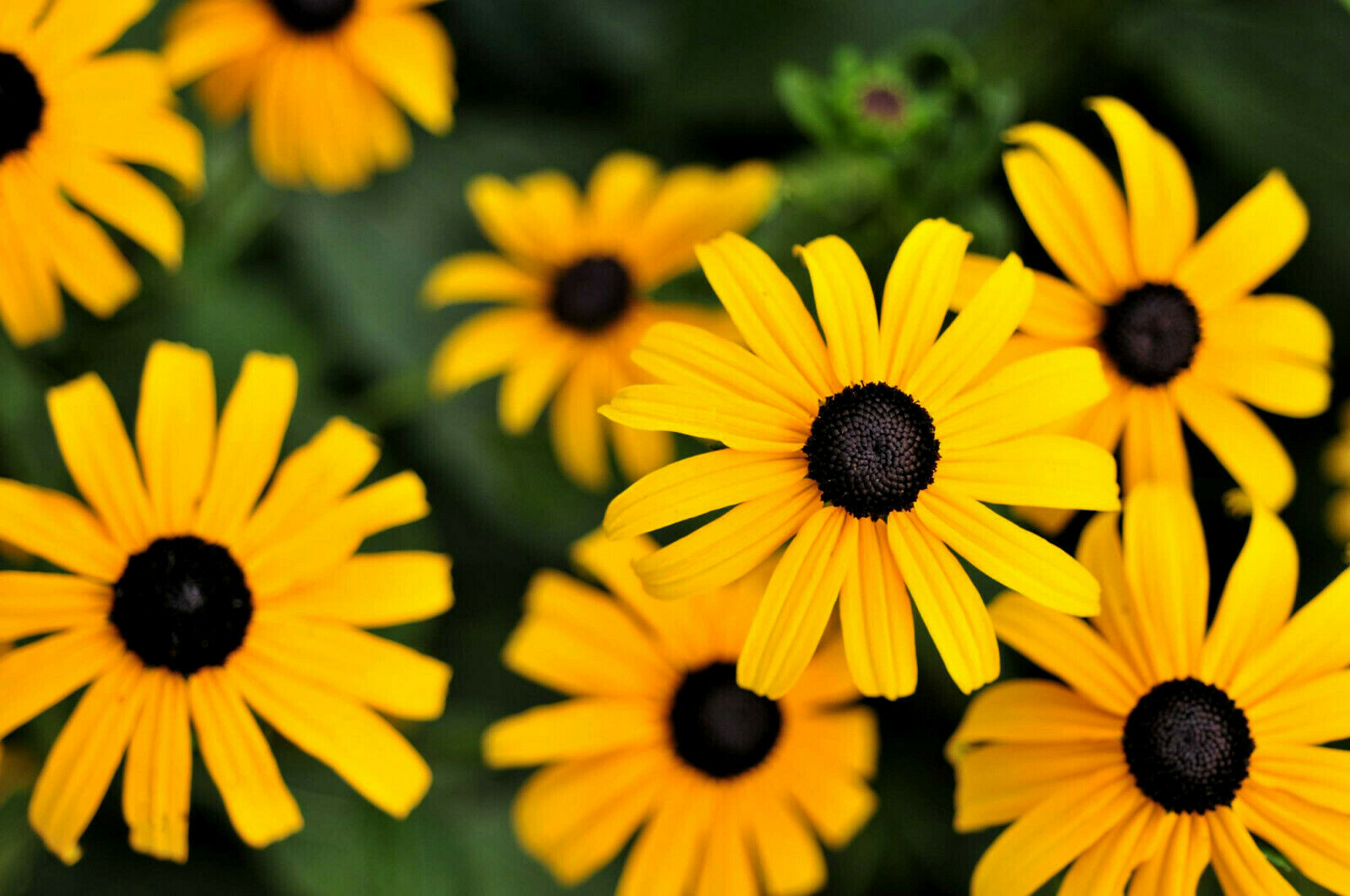Black-Eyed Susan & Fancy Gloriosa Daisy Combo 190 Seeds~My Botanical Garden Club