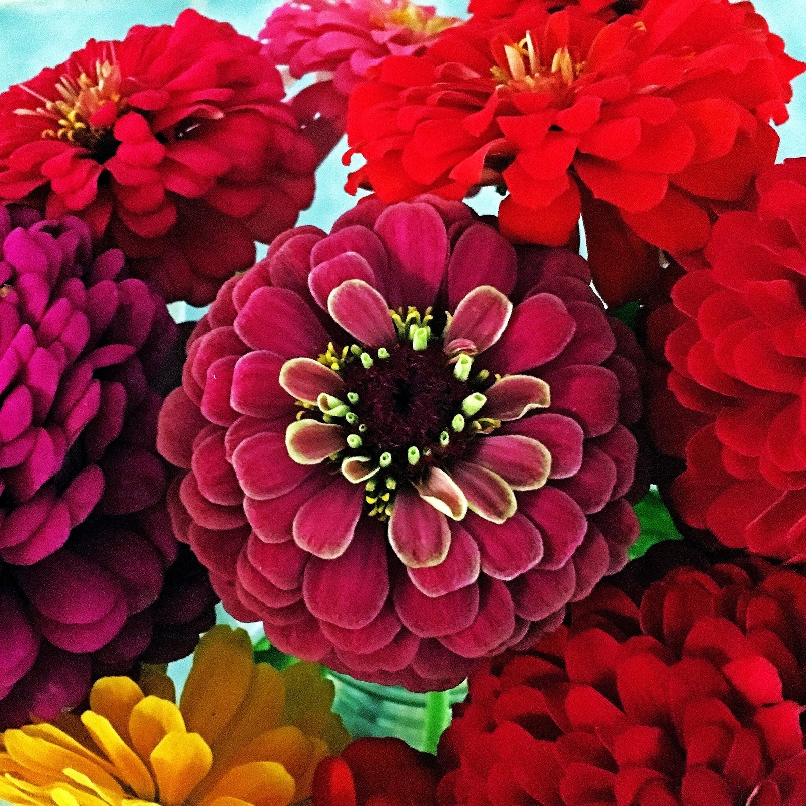 Meteor Burgundy Zinnia Seeds – For 2025 Planting Velvet Dark Red Maroon