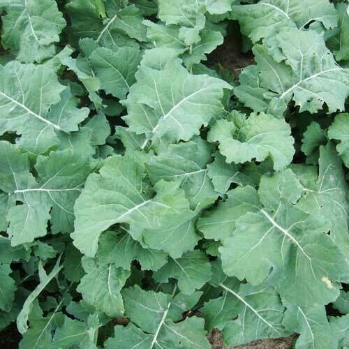 PREMIER KALE SEEDS 500+ EARLY HANOVER garden VEGETABLE green SALAD FREE SHIPPING