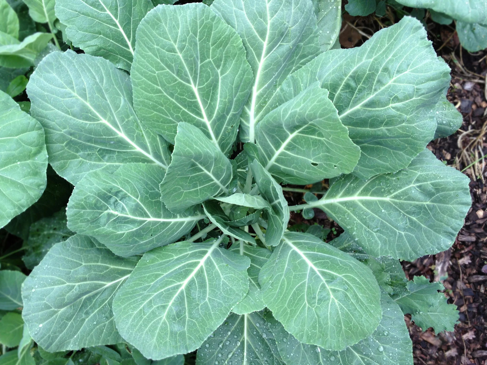 250+ CHAMPION COLLARD SEEDS FRESH HARVEST FOR GARDENS