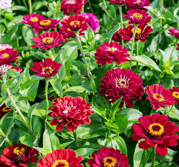 Meteor Burgundy Zinnia Seeds – For 2025 Planting Velvet Dark Red Maroon