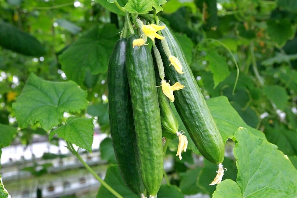 MUNCHER CUCUMBER – 25+ SEEDS – HEIRLOOM, BURPLESS -VEGETABLE GARDEN