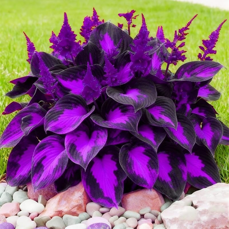Hosta Seeds for Shady Gardens 80PCS – Lush Green Leaves, Easy Care Perennial