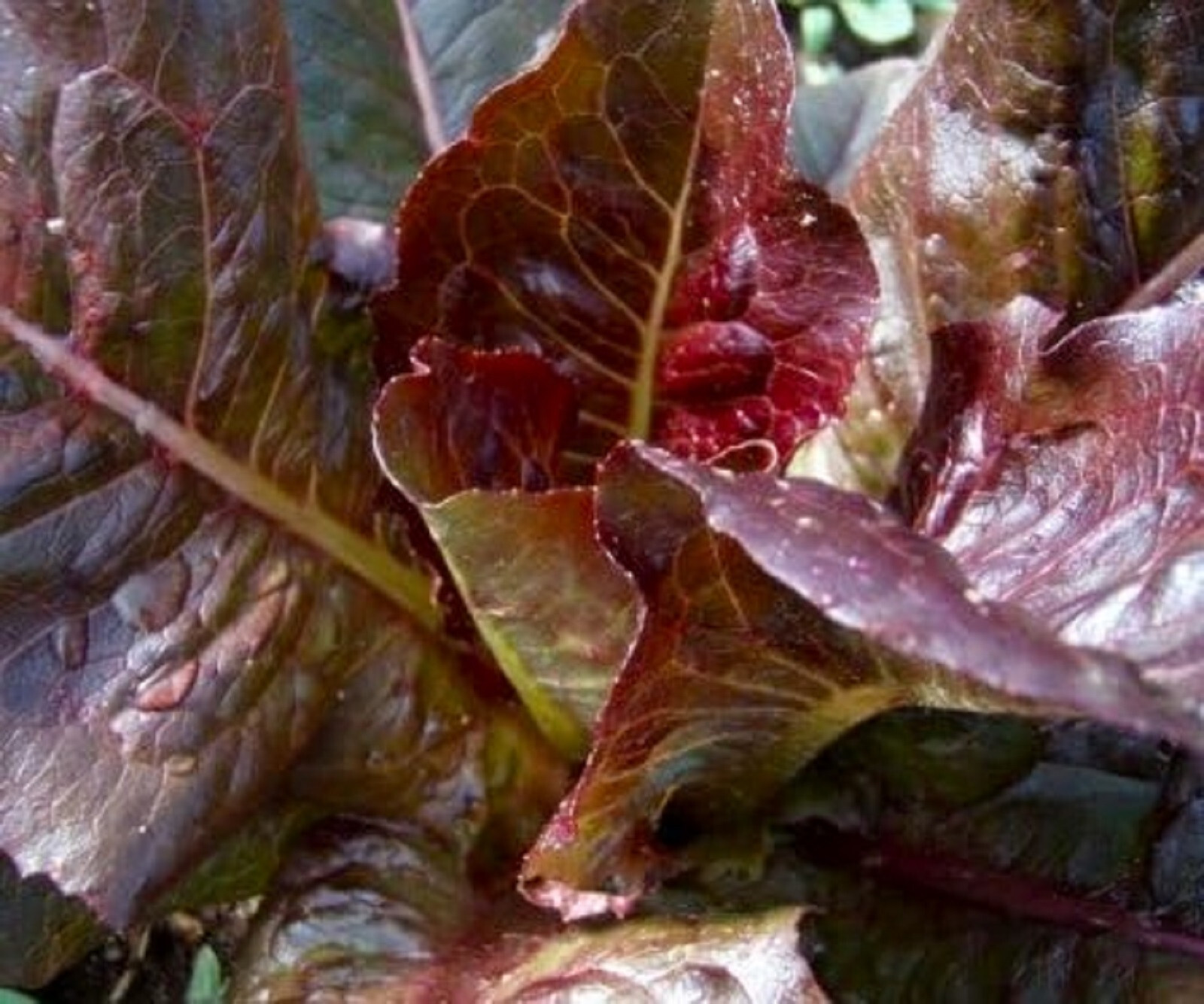 Red Romaine Lettuce Seeds 500+ SEEDS NON-GMO –BUY 4 ITEMS FREE SHIPPING