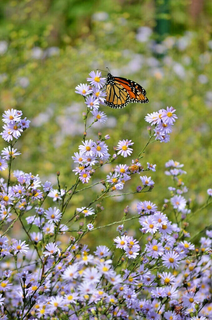 101+SMOOTH BLUE ASTER Seed Perennial Native Wildflower Summer Fall Flower Garden