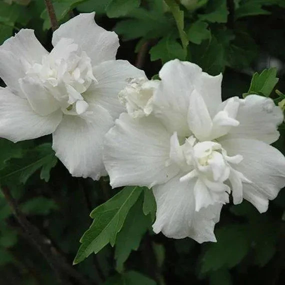Althea (Hibiscus Syriacus) | 2 Bare-roots