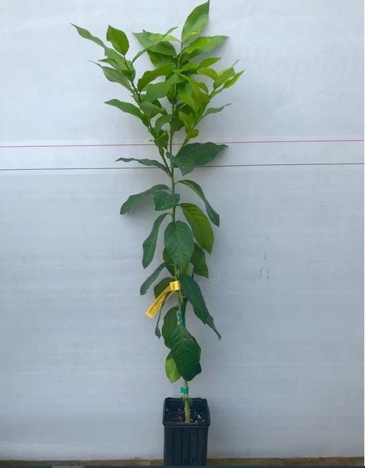 California only!! Tango Mandarin Tree 24-36 inches tall, grafted dwarf tree