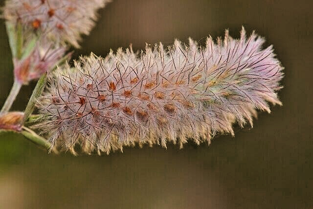 RABBIT’S FOOT CLOVER 200 SEEDS, TRIFOLIUM ARVENSE, FUZZY BUNNIES, EZ TO GROW