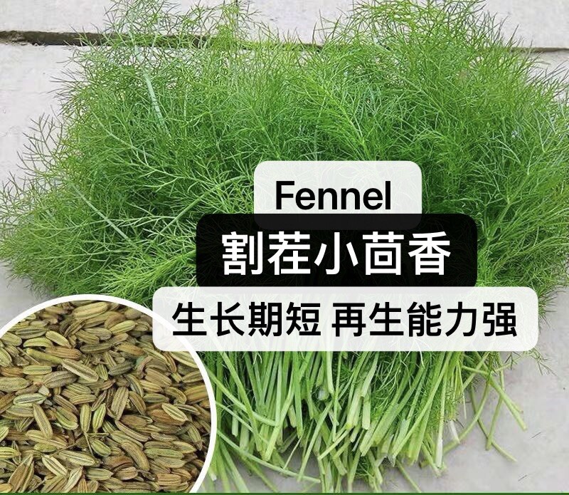300+Fennel Seeds Herb 300多粒割茬小茴香种子. 2023年新种子