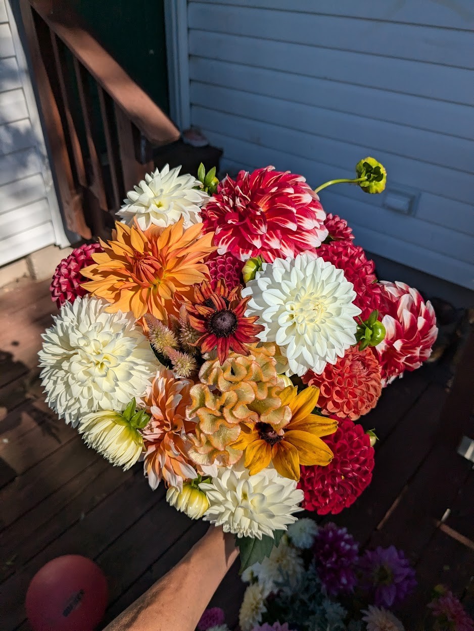 Dahlia tubers bulbs for planting – grown in Maryland