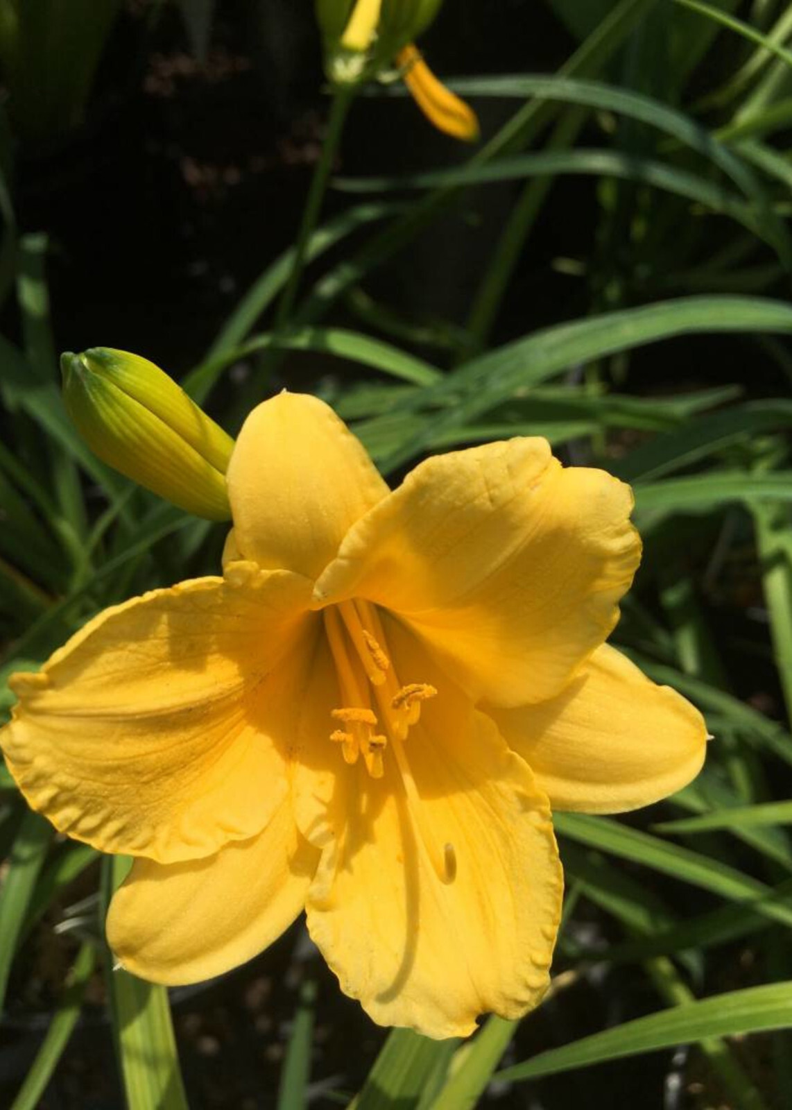 Reblooming Stella De Oro Yellow Daylily Hemerocallis One Rooted Starter Plant