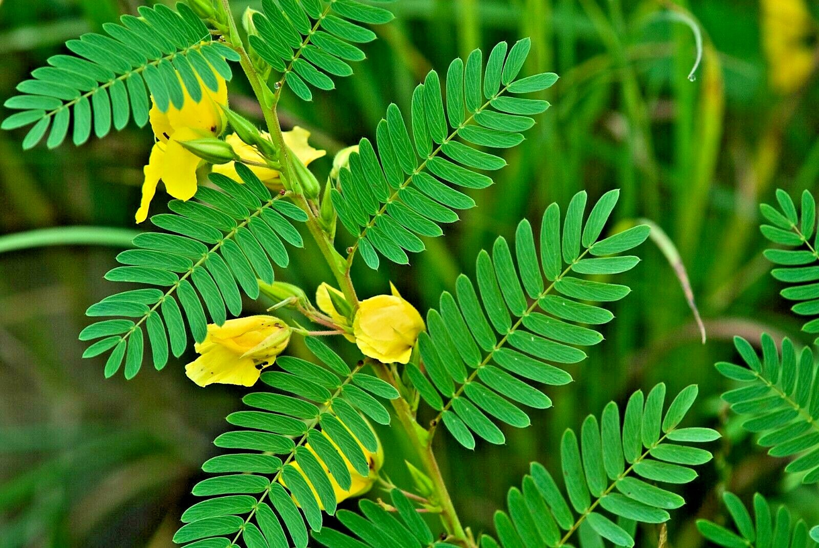 200+ PARTRIDGE PEA Seeds Native Wildflower Fall Food Source Turkey Deer Birds