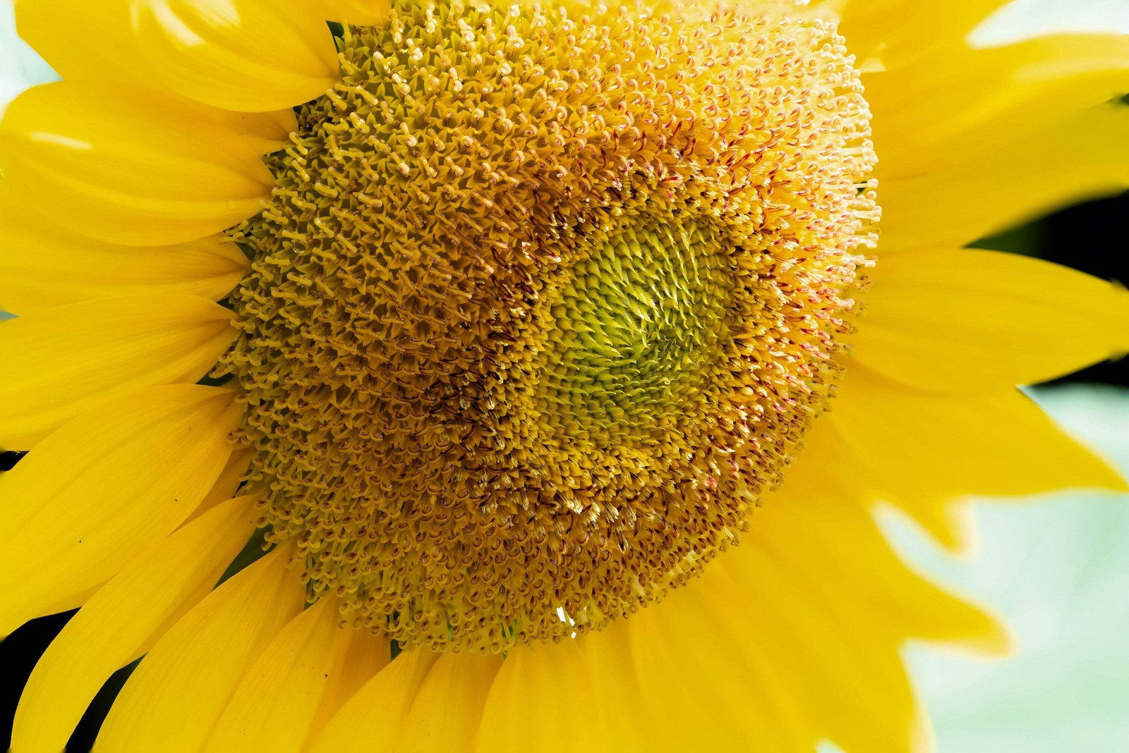 75 MAMMOTH GREY Stripe SUNFLOWER Helianthus Annuus Flower Seeds