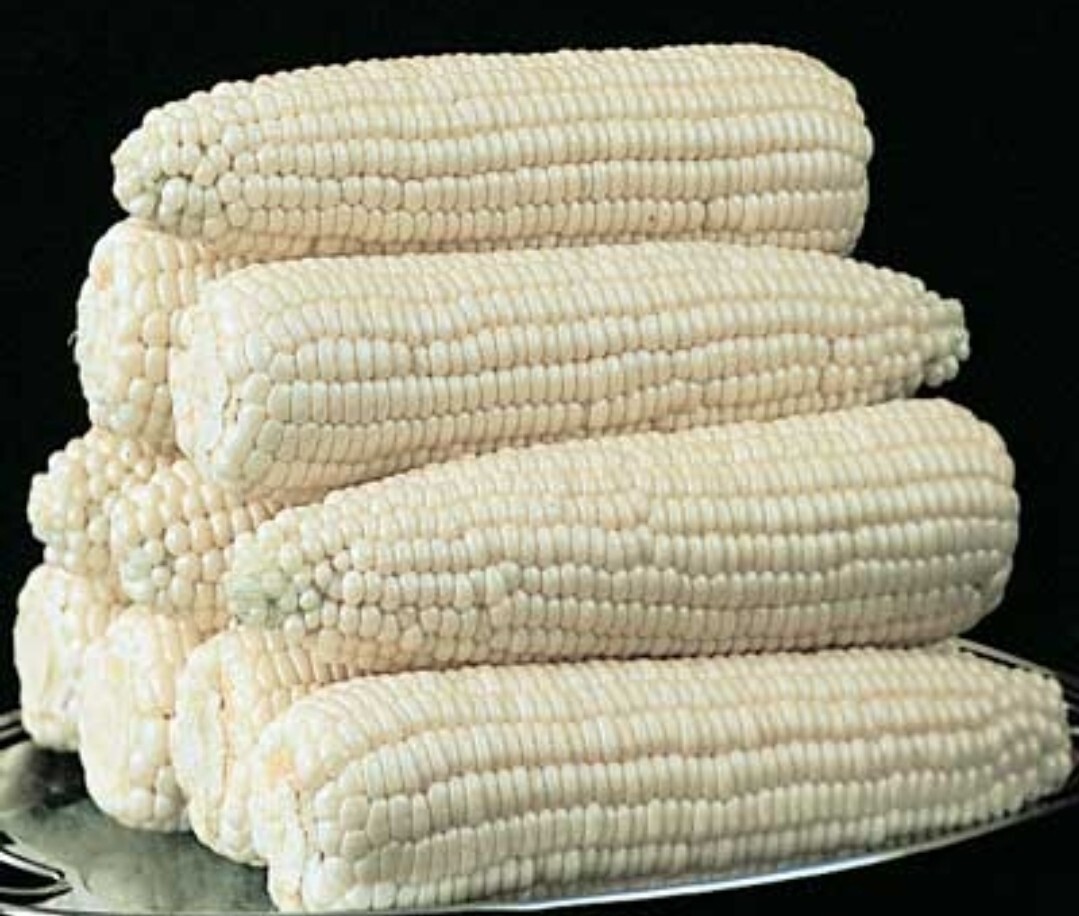 1/4 Pound (600 Seeds) Silver Queen Hybrid Corn Seeds White Non GMO
