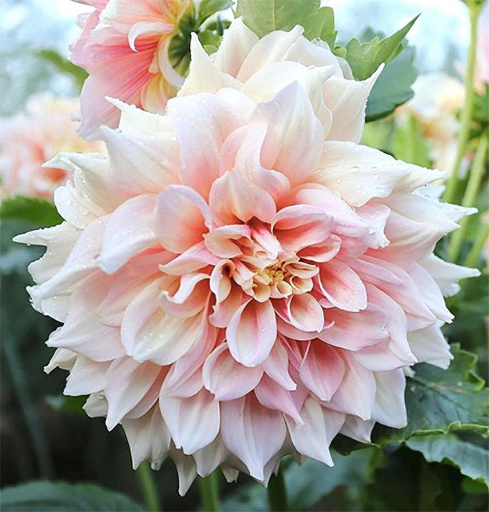 Break Out Dahlia – 5 Gallon Size Bare Root Tuber Multi-Color – Vibrant Multi-Col