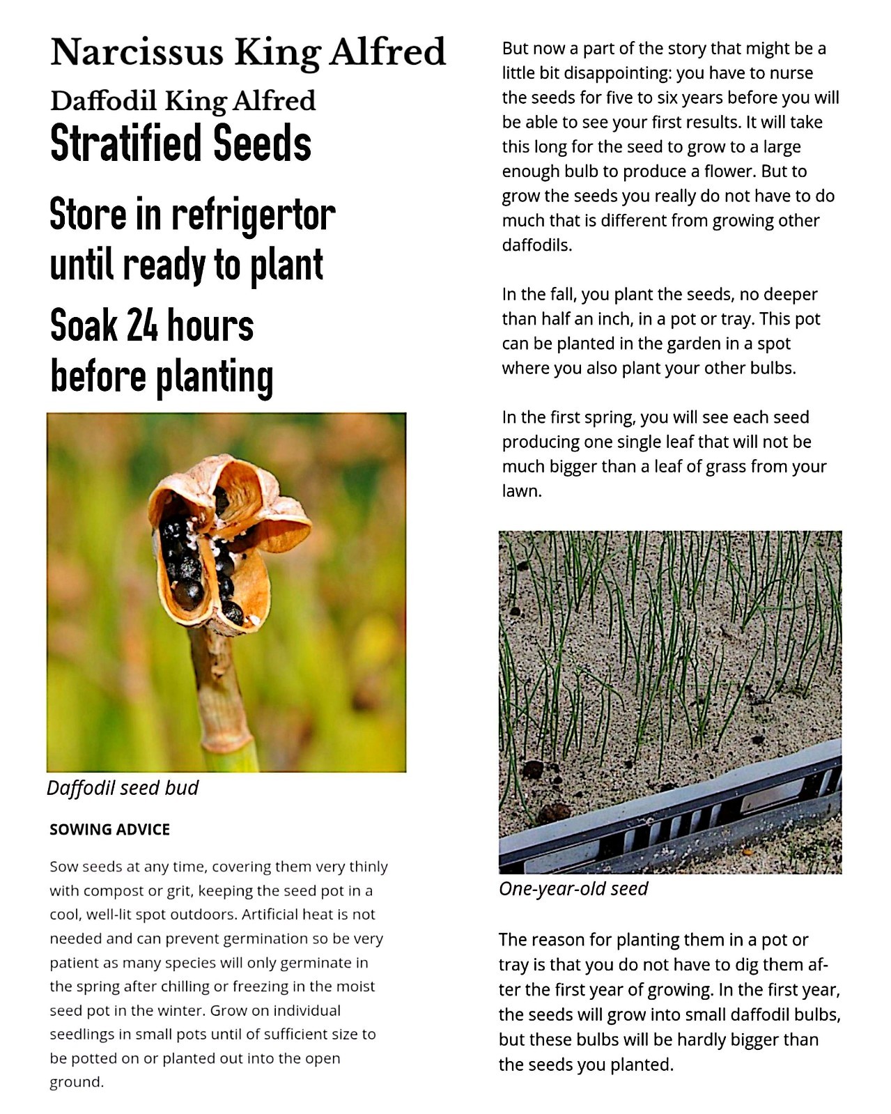 25+ Rare King Alfred Daffodil Stratified Seeds