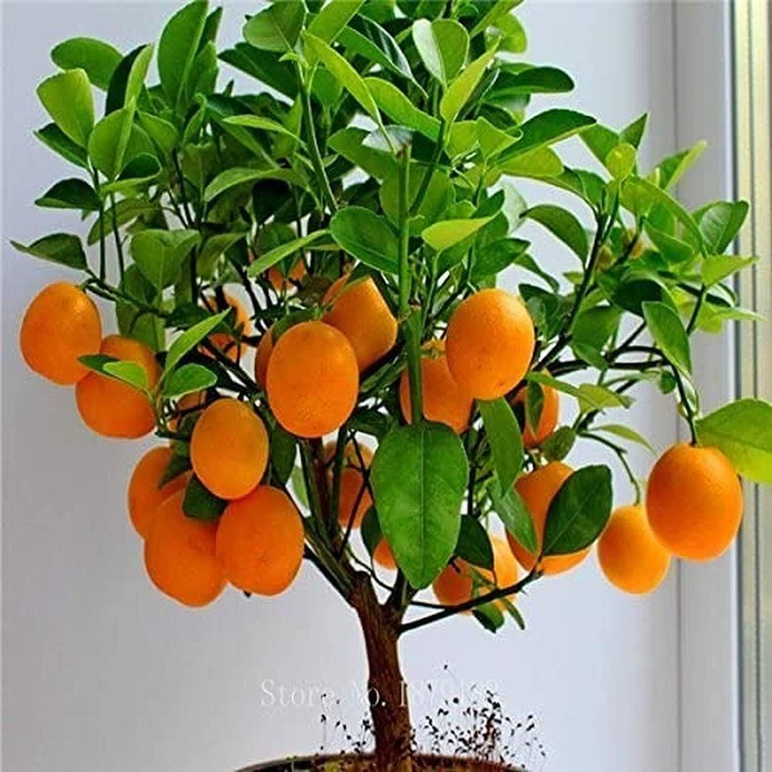 Bonsai Orange Tree Seeds, 20 Seeds,Grow a Delicious Fruit Bearing Bonsai Tree –