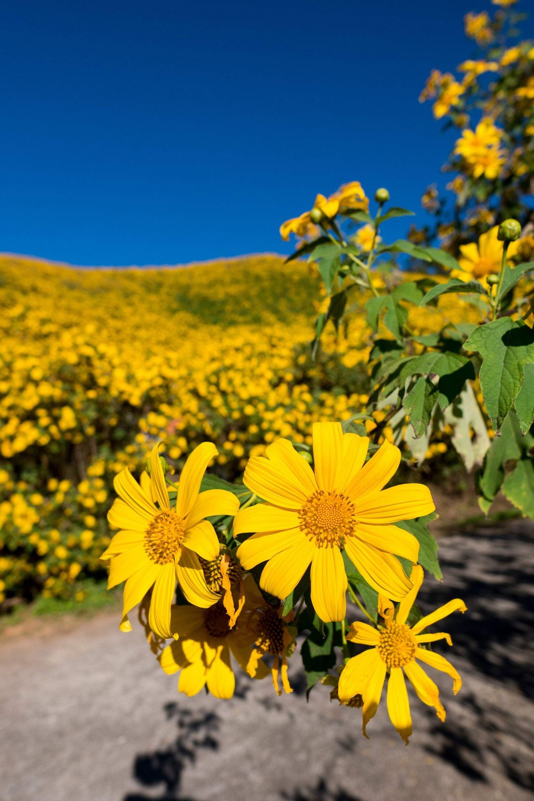 25 YELLOW TORCH MEXICAN SUNFLOWER Tithonia Speciosa Flower Seeds *Flat S/H