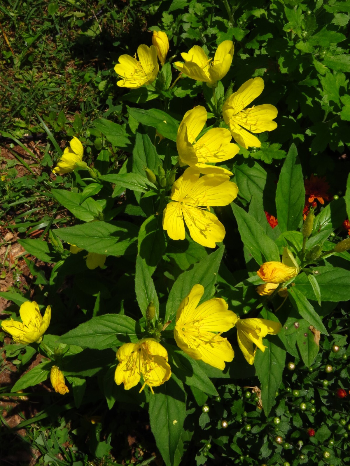 25 Common Evening Primrose Seeds, Yellow Flower Clusters.Perennial.