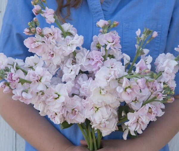 Stock Variety: Cherry Blossom, Lavender Blue, Yellow, Apricot, Purple, Ruby