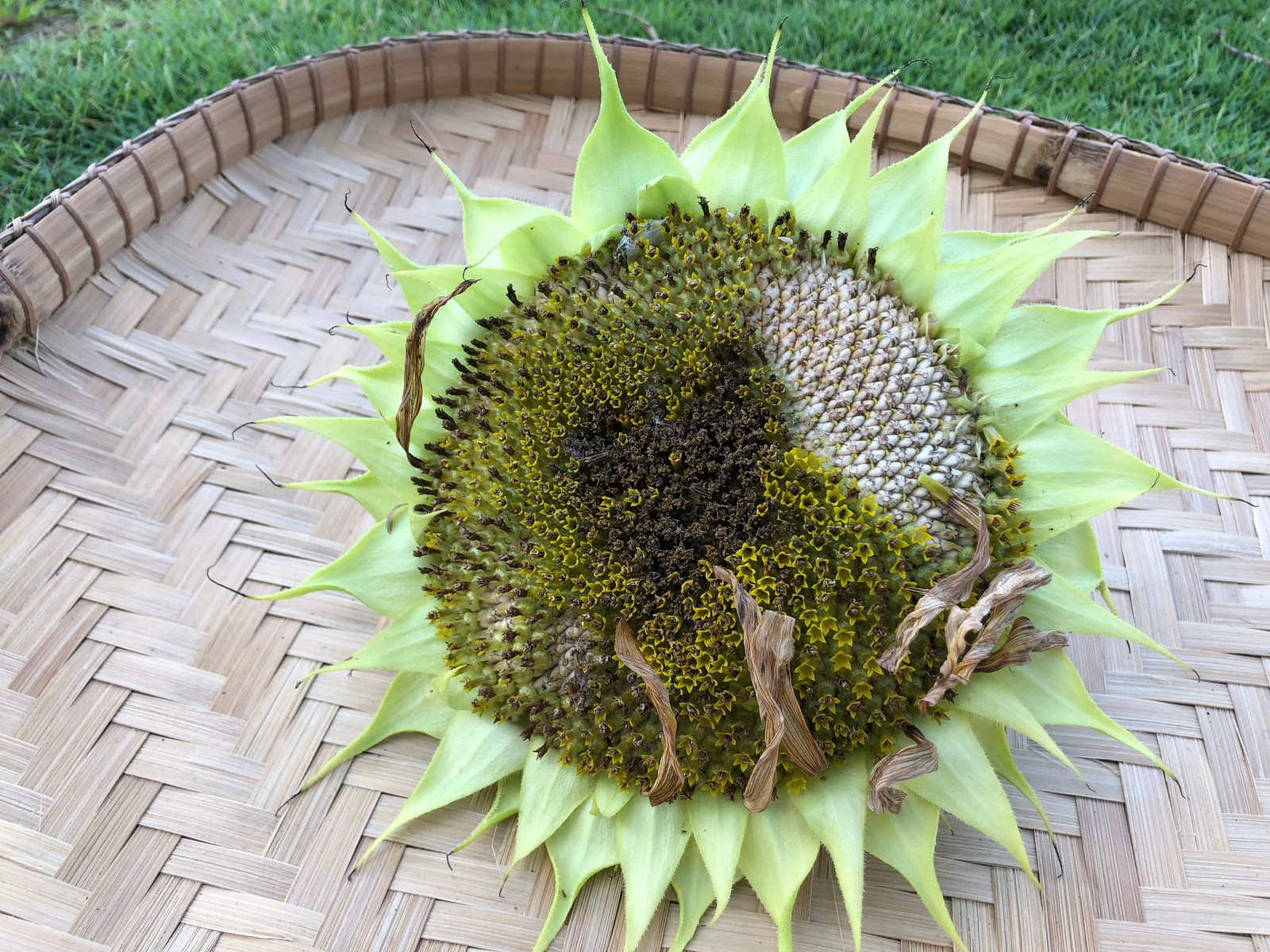 75 MAMMOTH GREY Stripe SUNFLOWER Helianthus Annuus Flower Seeds