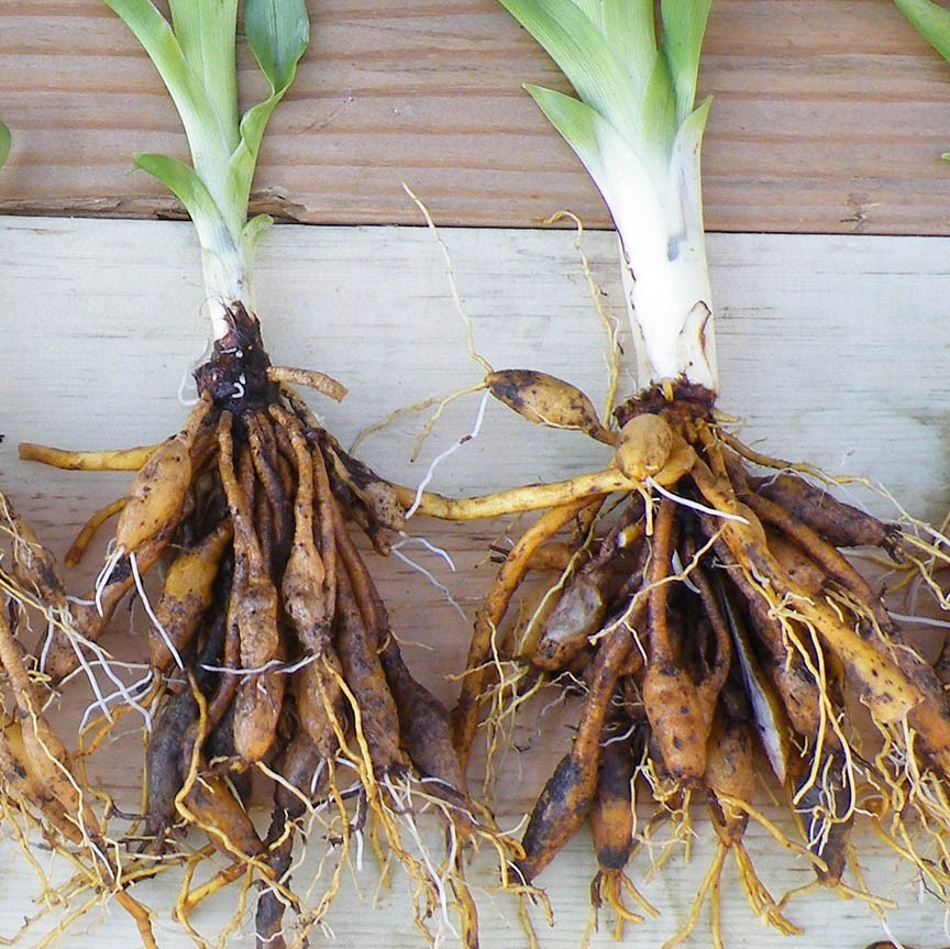 WILD DAYLILY 25 fans root systems