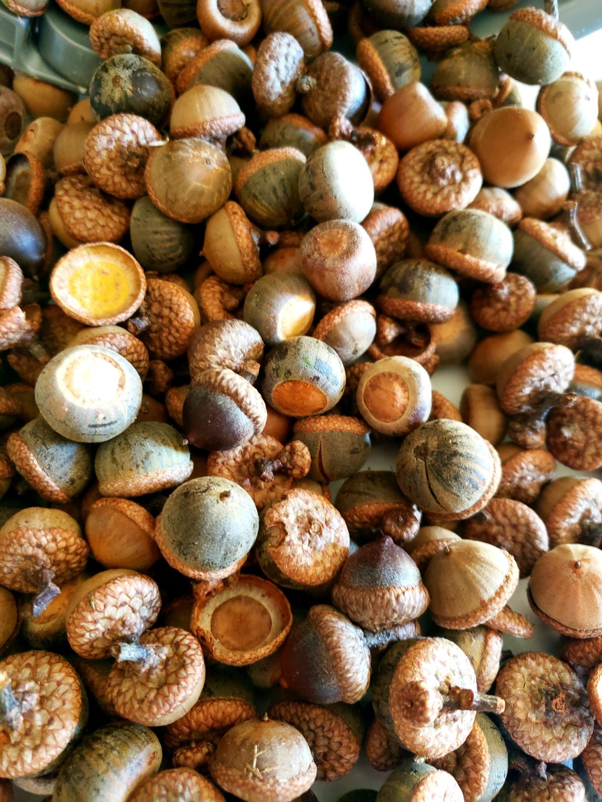 1/2 POUND Mixed Variety Acorns. Oak Tree Acorns. Handpicked Daily!