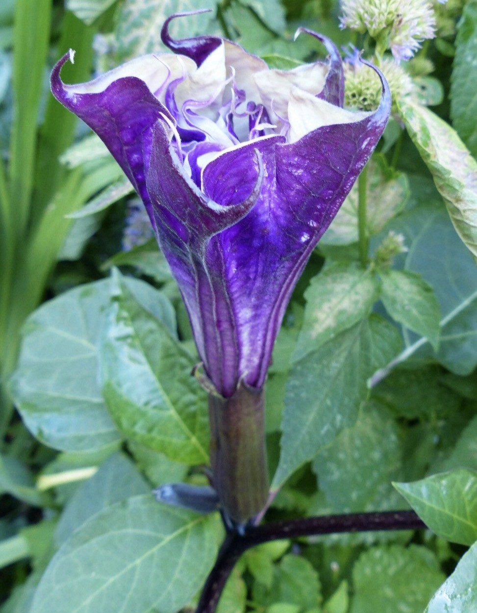 20 Seeds Devil’s Trumpet, Horn of Plenty (Datura metel) Purple Lavender & White