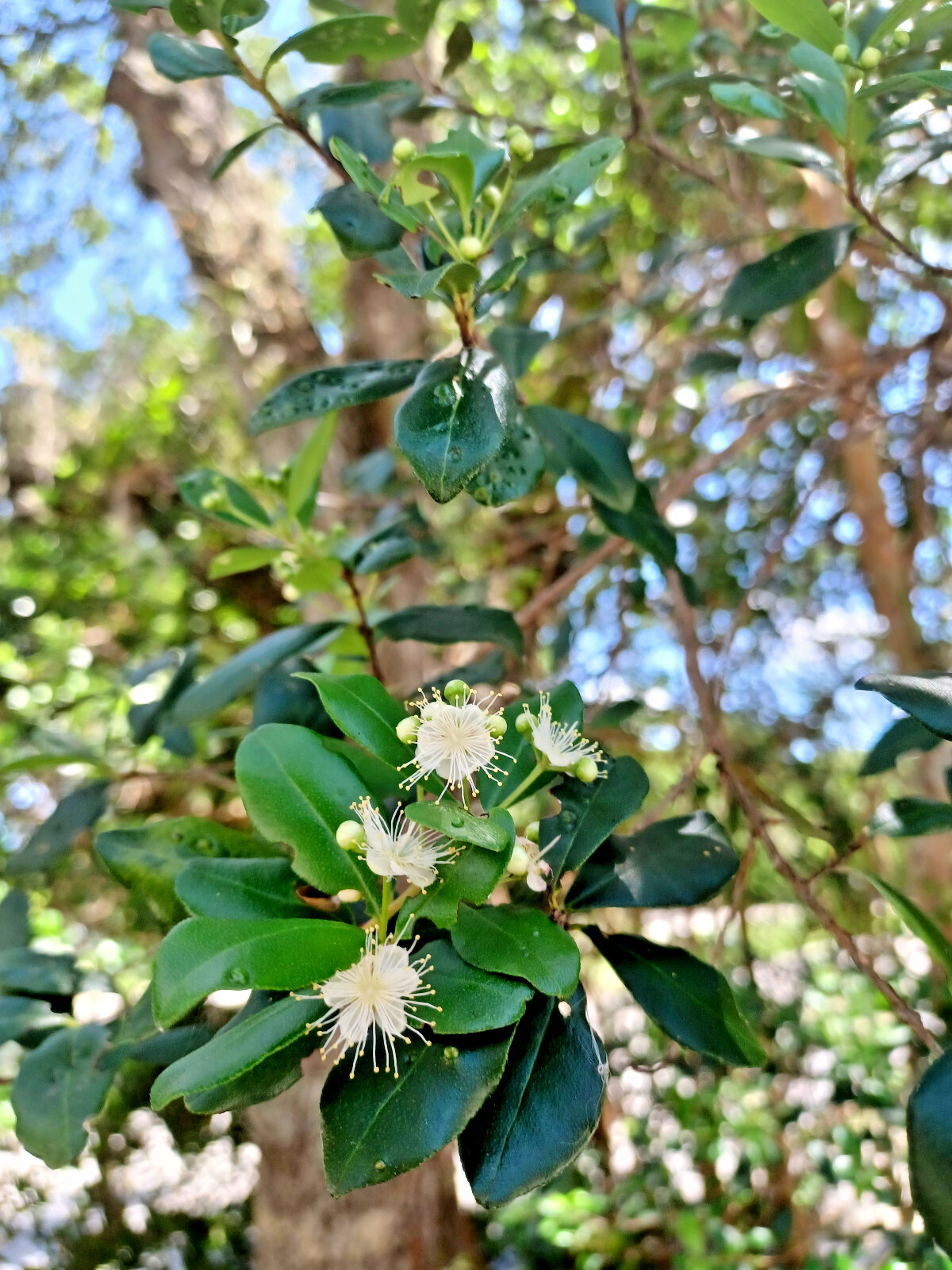 10 Simpson’s Stopper Seeds, Myrcianthes fragrans (Gathered 2024, Edible)