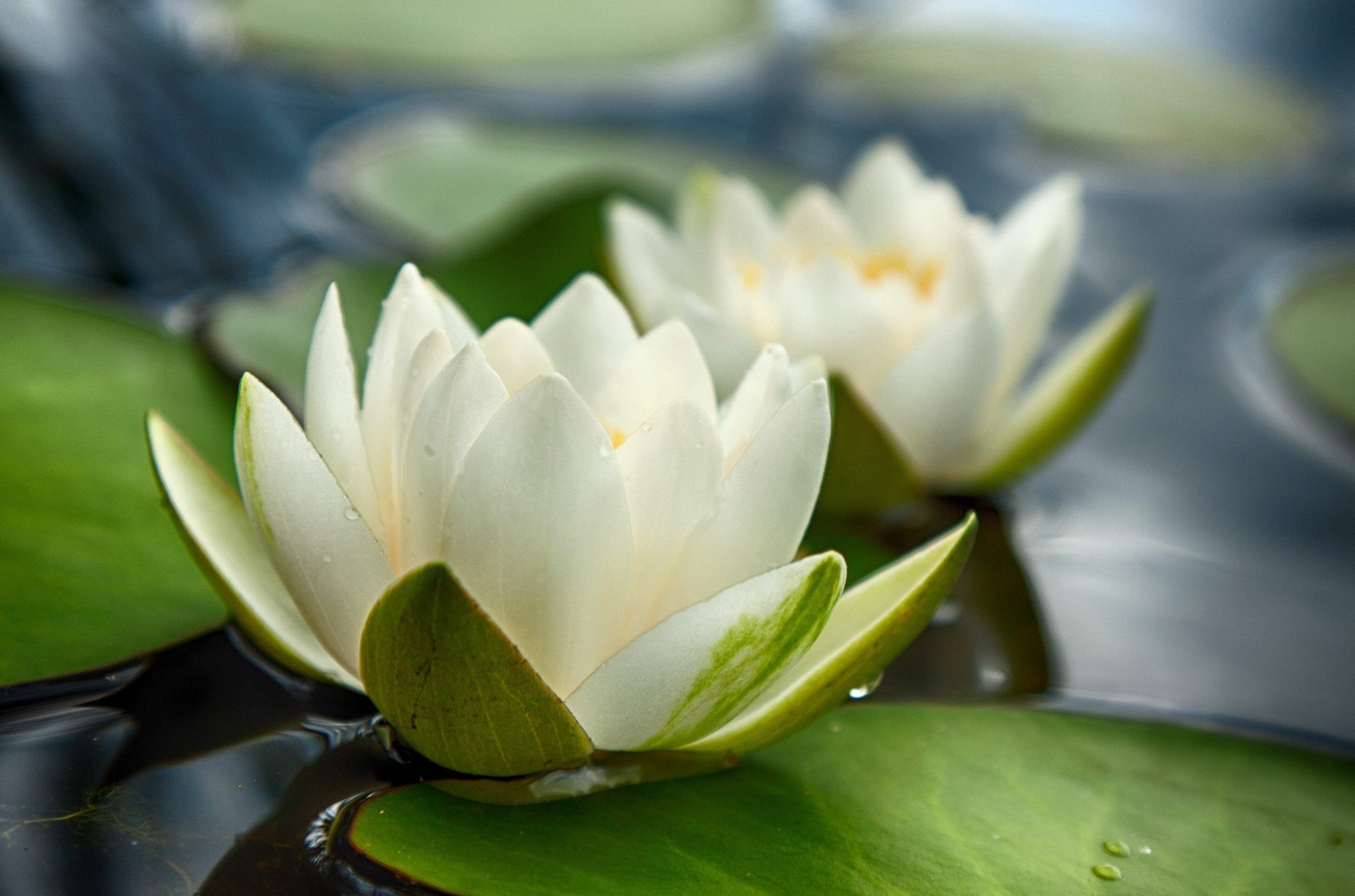 10 WHITE WATER LILY Pad Nymphaea Ampla Asian Lotus Flower Pond Seeds *Comb S/H