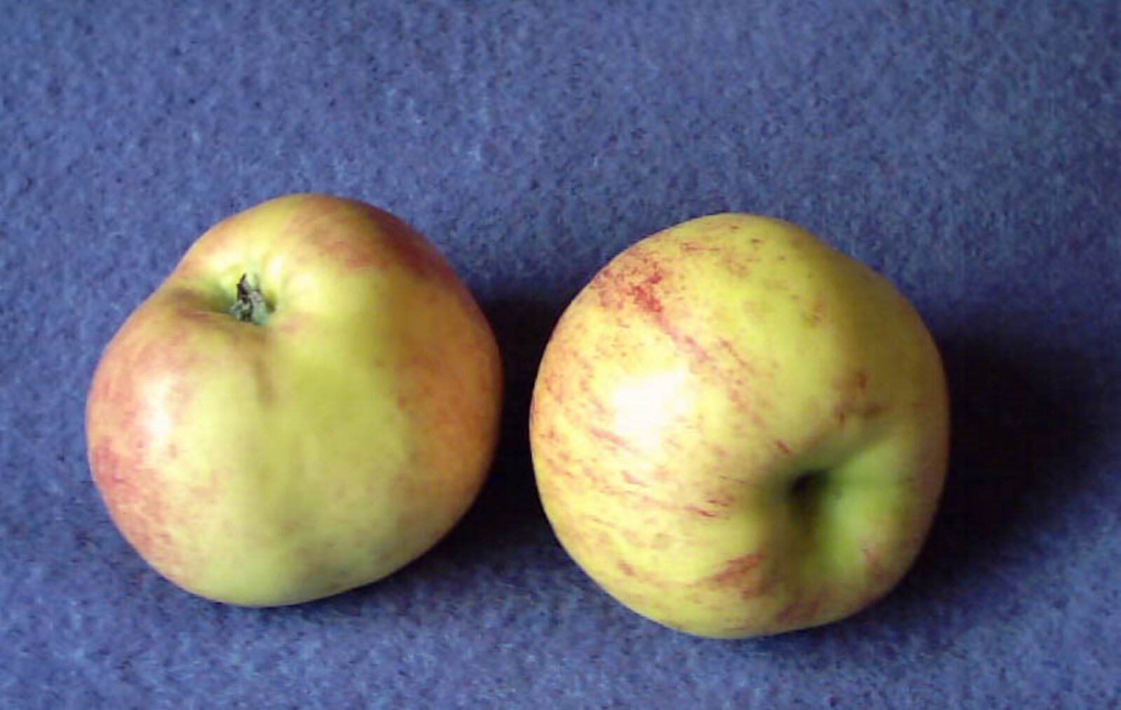 Gravenstein Apple tree grafted 5x5x12 inches pot size 1 year old