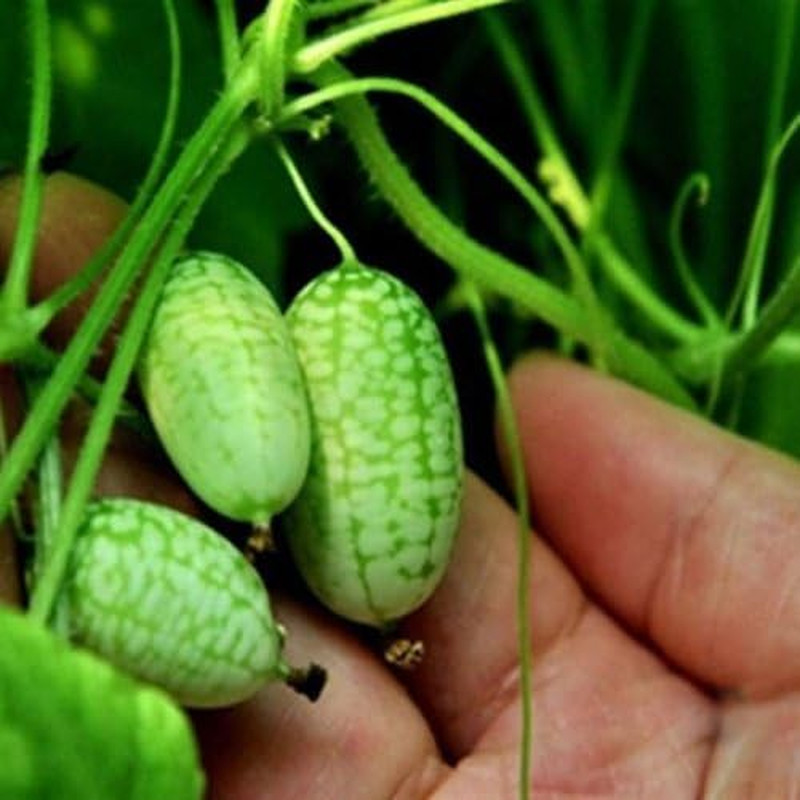 Mini Thumb Watermelon Fruit Vegetables Seeds 60+ Cucamelon Mexican Sour Gherkin