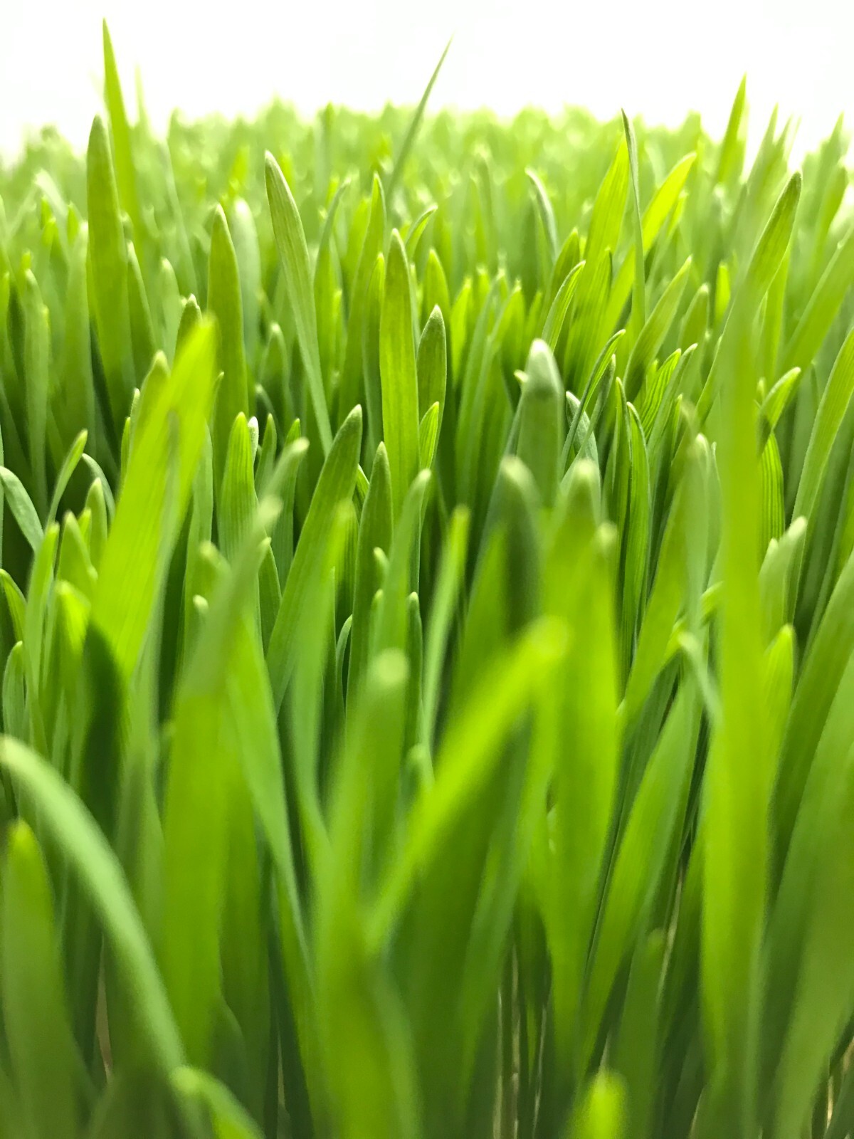 BULK Organic Wheatgrass Seeds Hard Red Winter Wheat Berries 5 Pounds