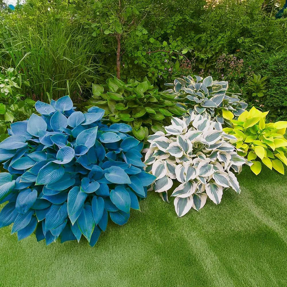 290+ USA PERMIUM Giant Hosta Seeds for Planting Indoor Outdoor-Non GMO Heirloom