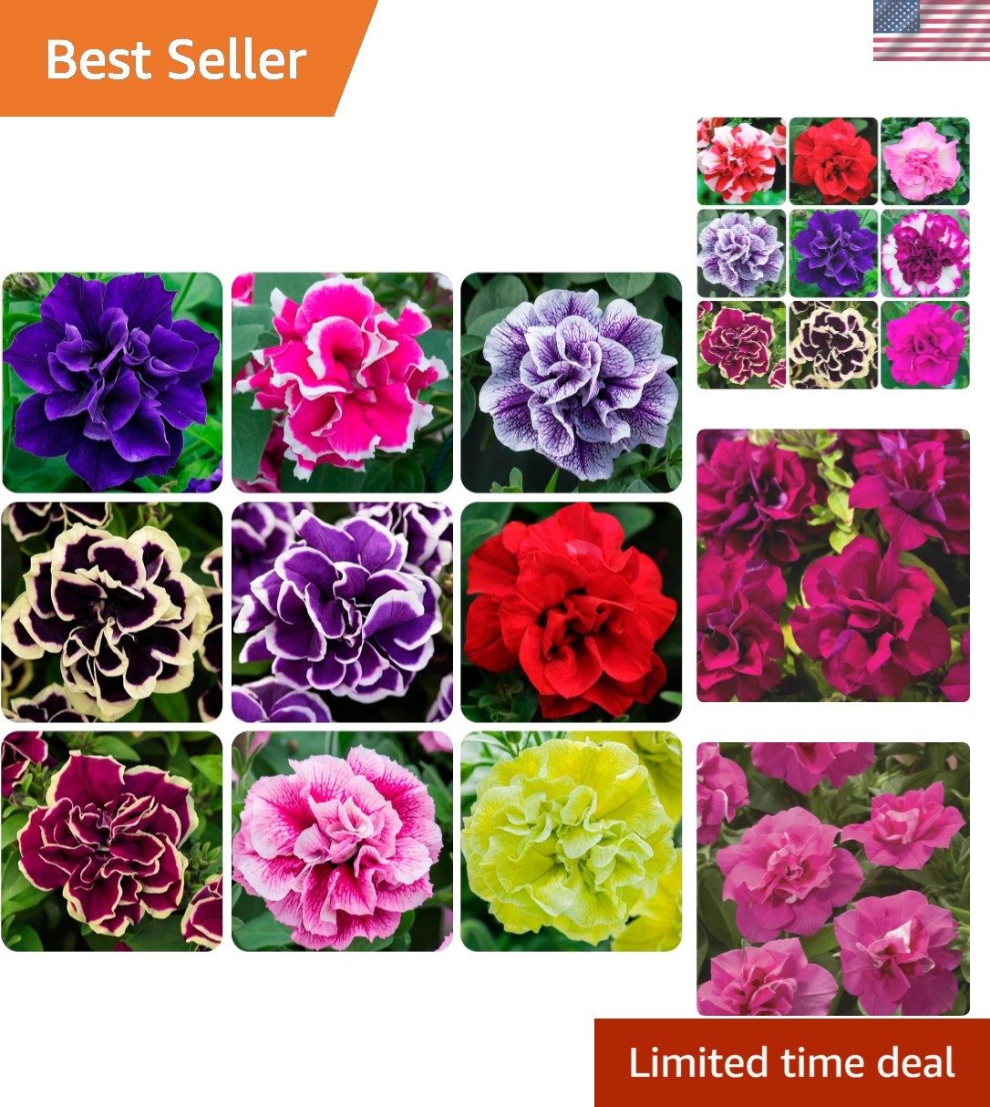 350+ Heirloom Petunia Flower Seeds – Fragrant Midnight Gold for Stunning Gardens